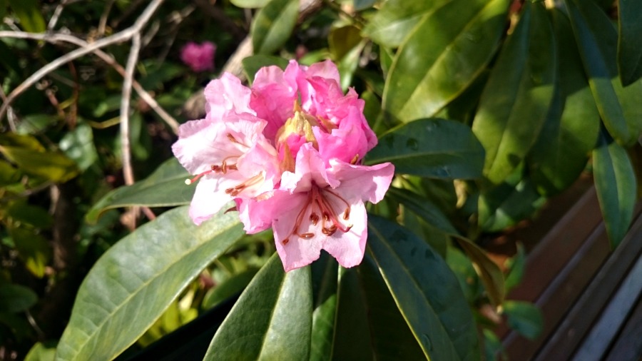 butterfly gardens