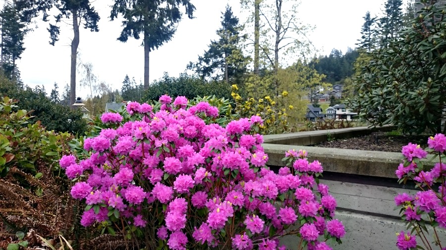rododendrons