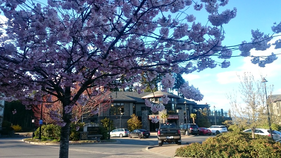 весна на острове Ванкувер