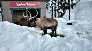 олени Санты