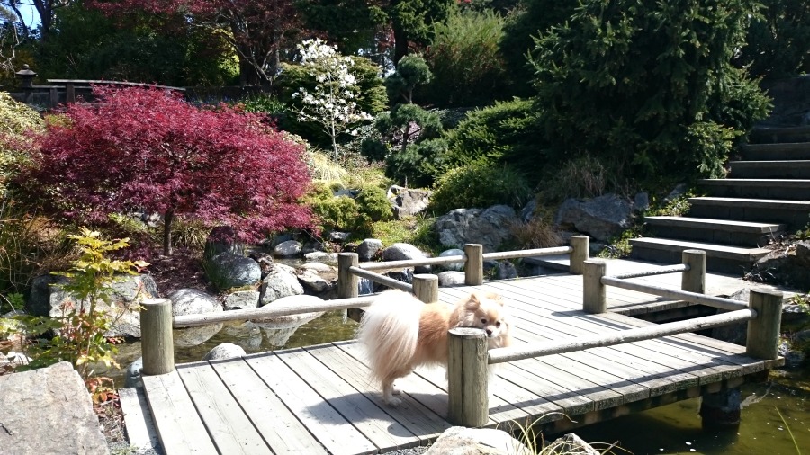 японский сад в Виктории