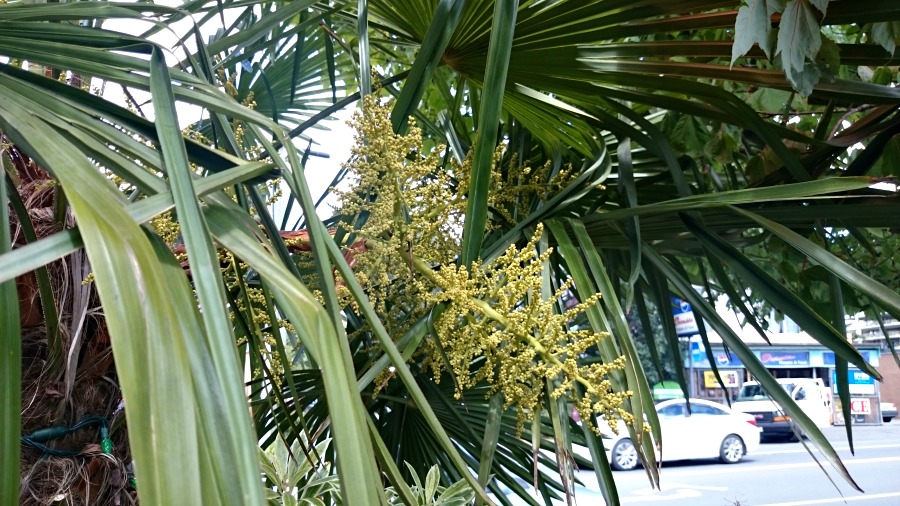 цветет пальма