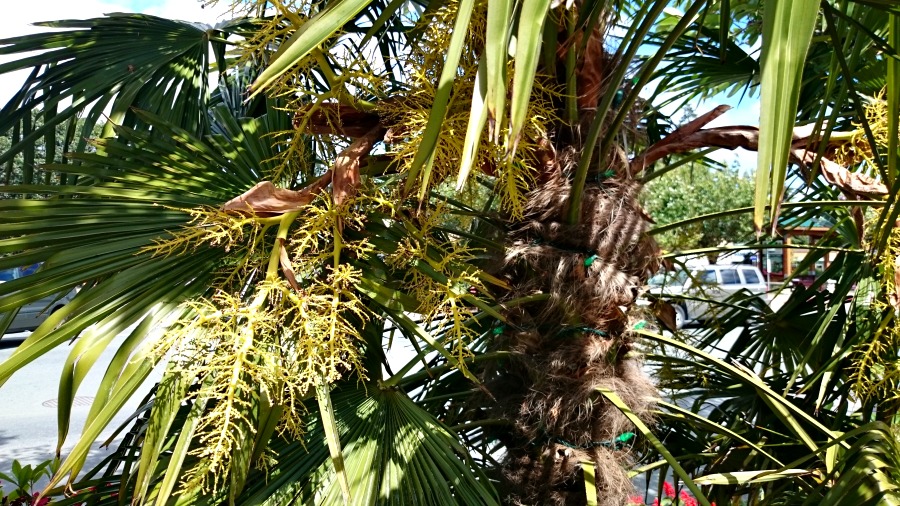 цветет пальма